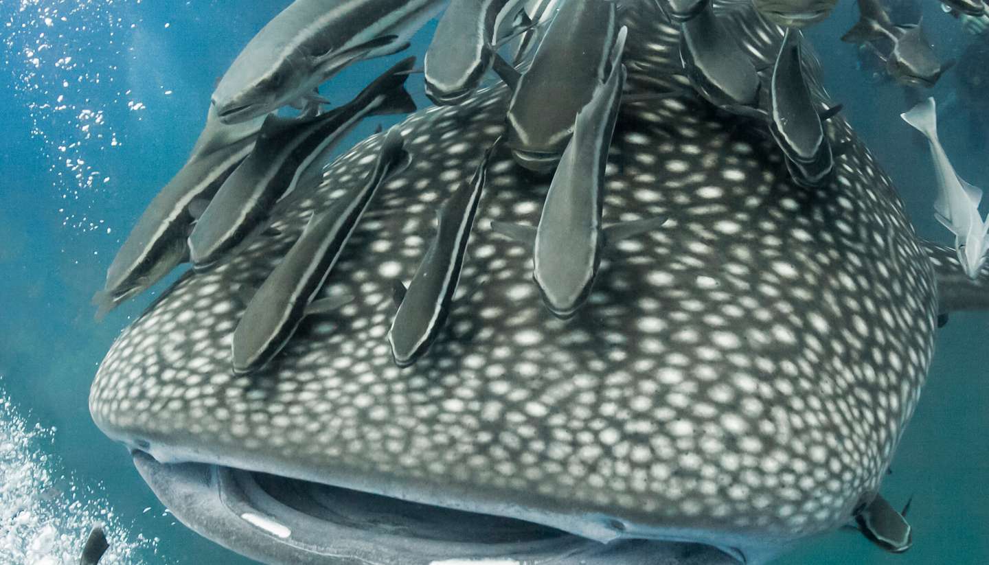 Honduras - searching whale sharks utila honduras
