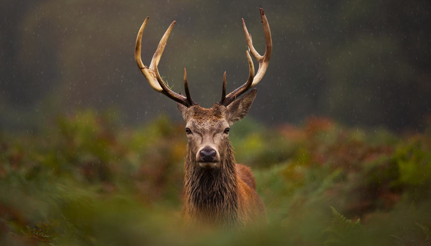 Escocia - Red stag, Scotland
