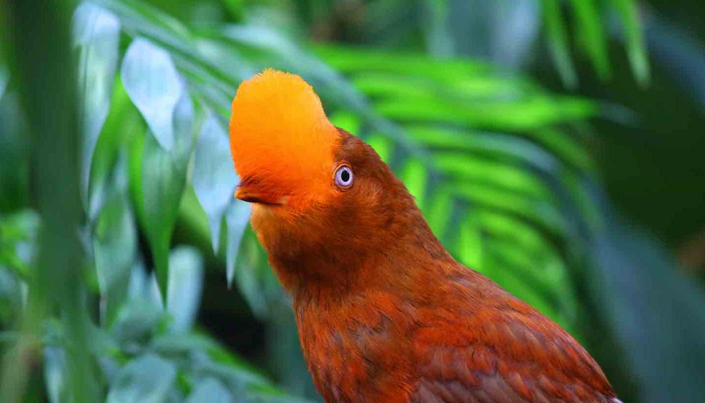 Perú - Andean cock-of-the-rock bird