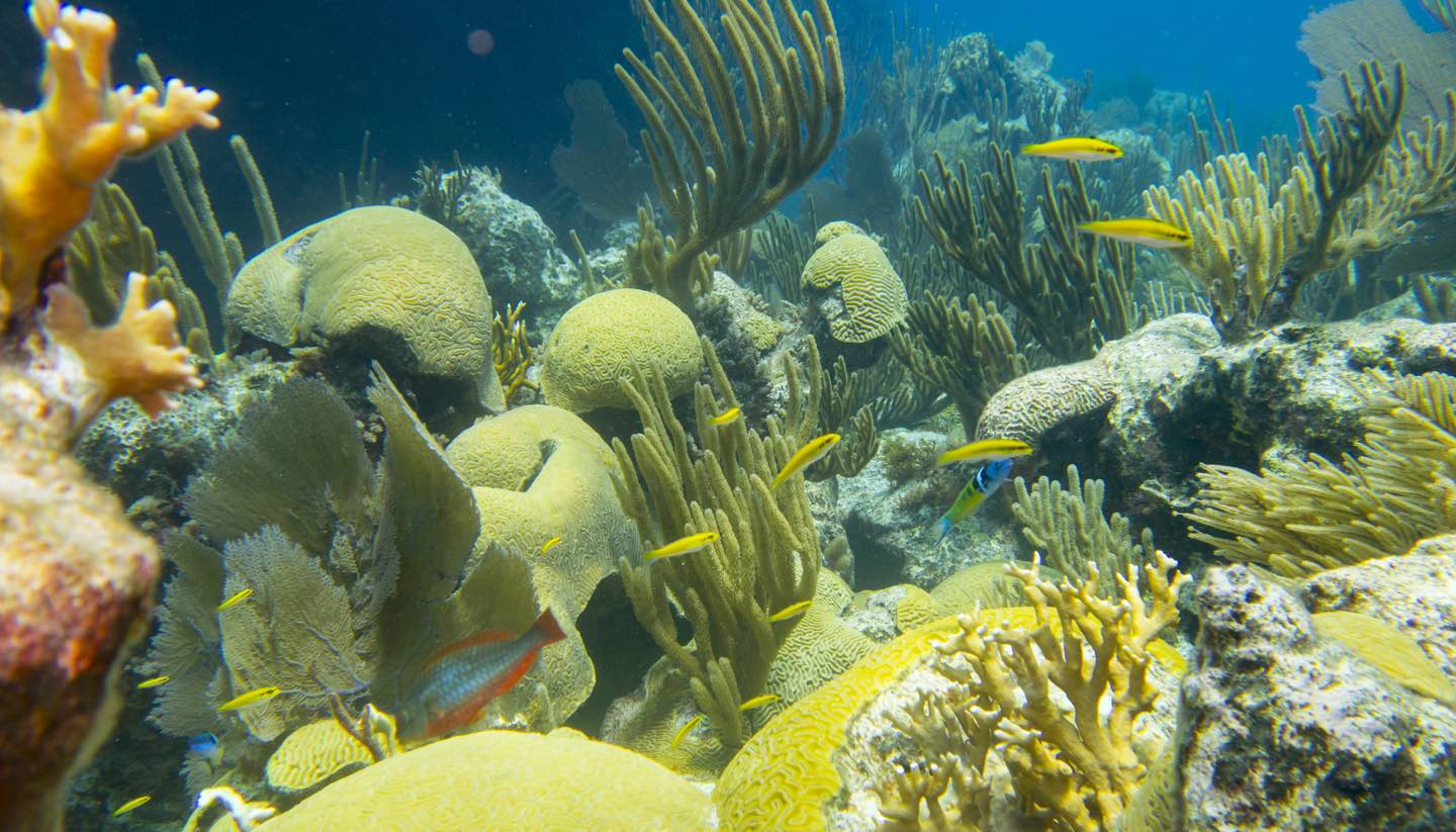 Bermudas - Coral Reef, Bermuda