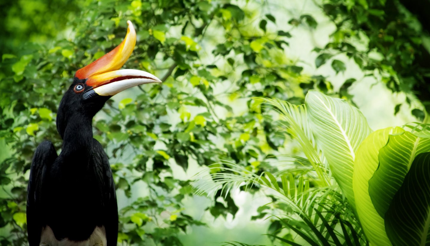 Malasia - Hornbill, Malaysia