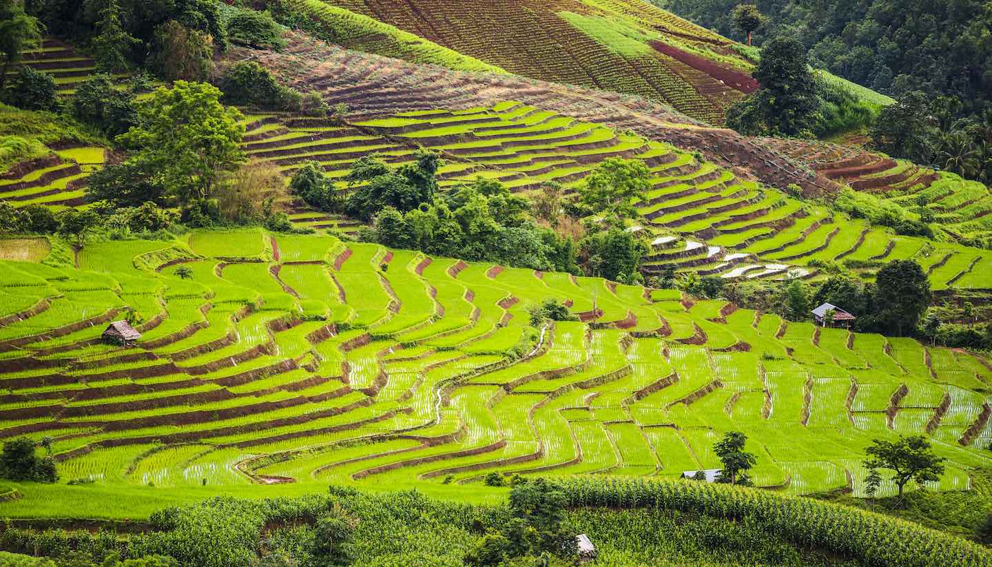 Tailandia - Pa Pong Pieng, Chiang Mai, Thailand.