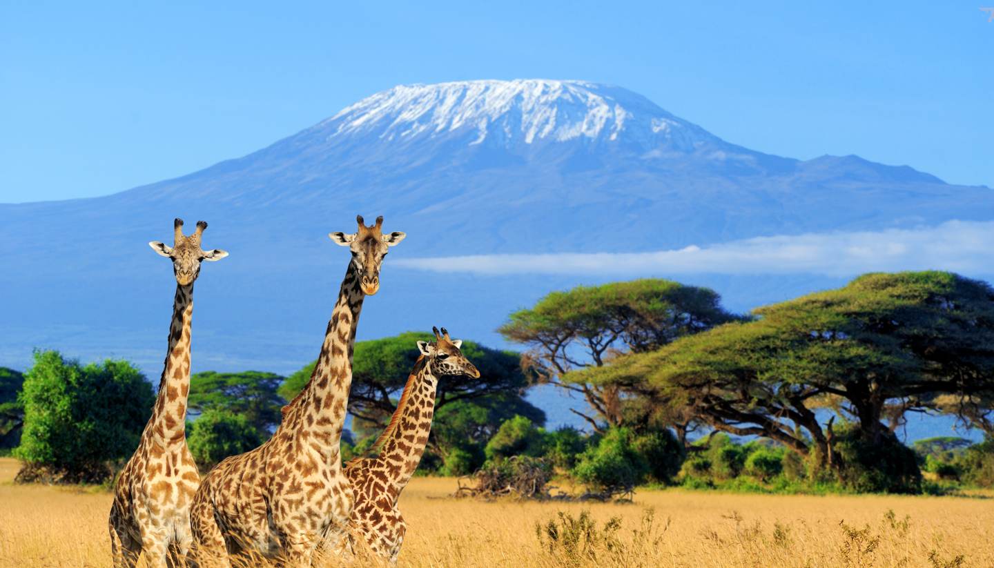 Kenia - National park in Kenya - three giraffe on Kilimanjaro background