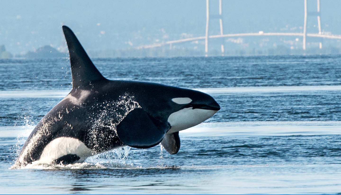 Canadá - Male Orca, British Columbia
