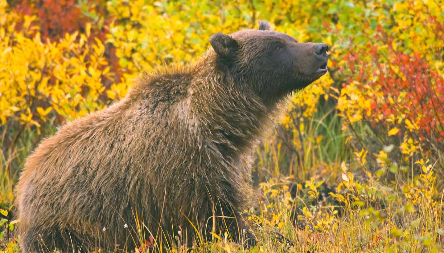 Canadá - Grizzly Bear Yukon Territory, Canada