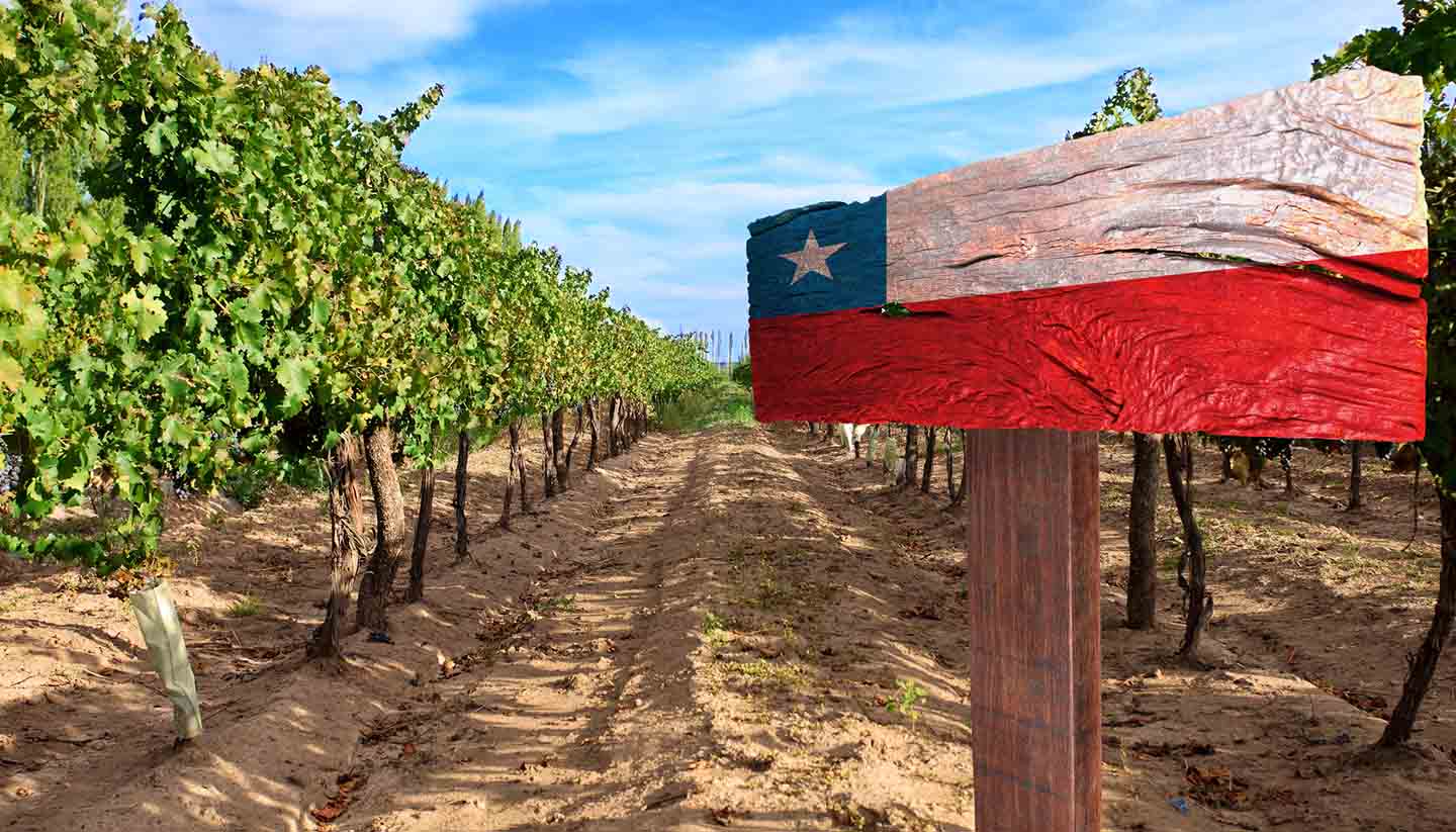 Chile - Vineyard Cabernet Sauvignon from Chile