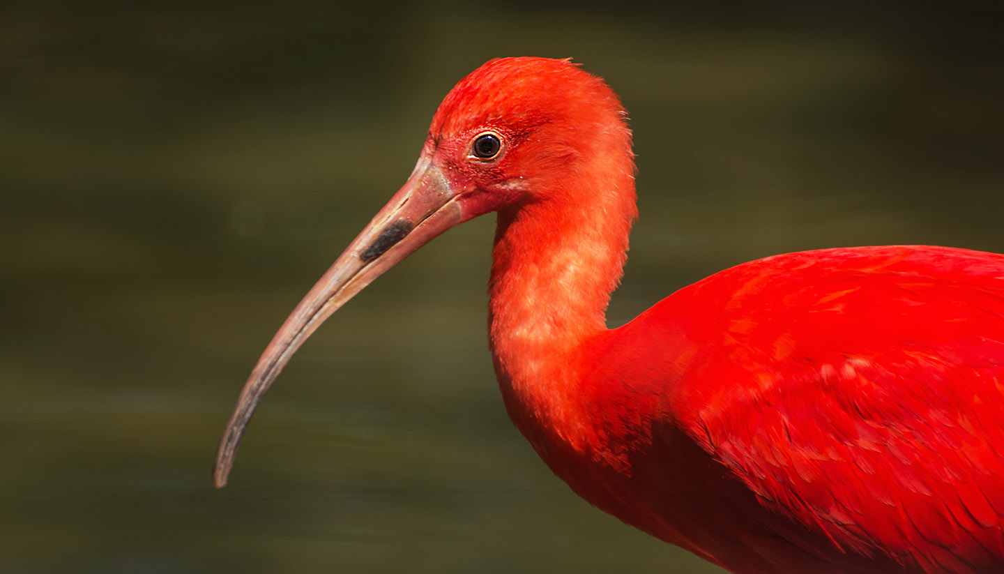 Guayana Francesa - Scarlet ibis (Eudocimus ruber), Guyana