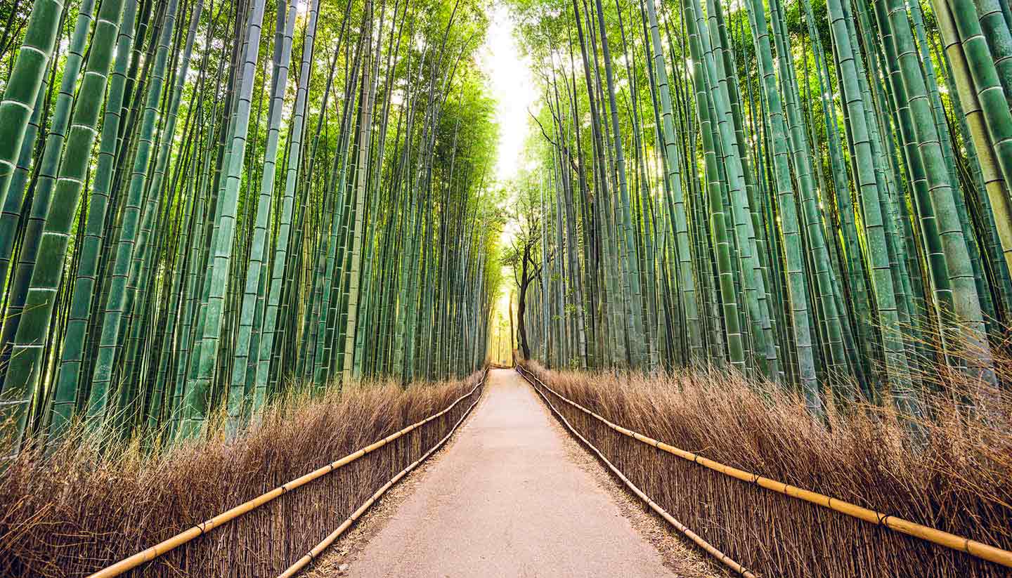 Japón - Bamboo Forest Kyoto, Japan