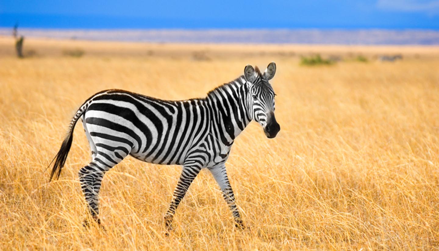 Kenia - Zebra at Masai Mara, Kenya