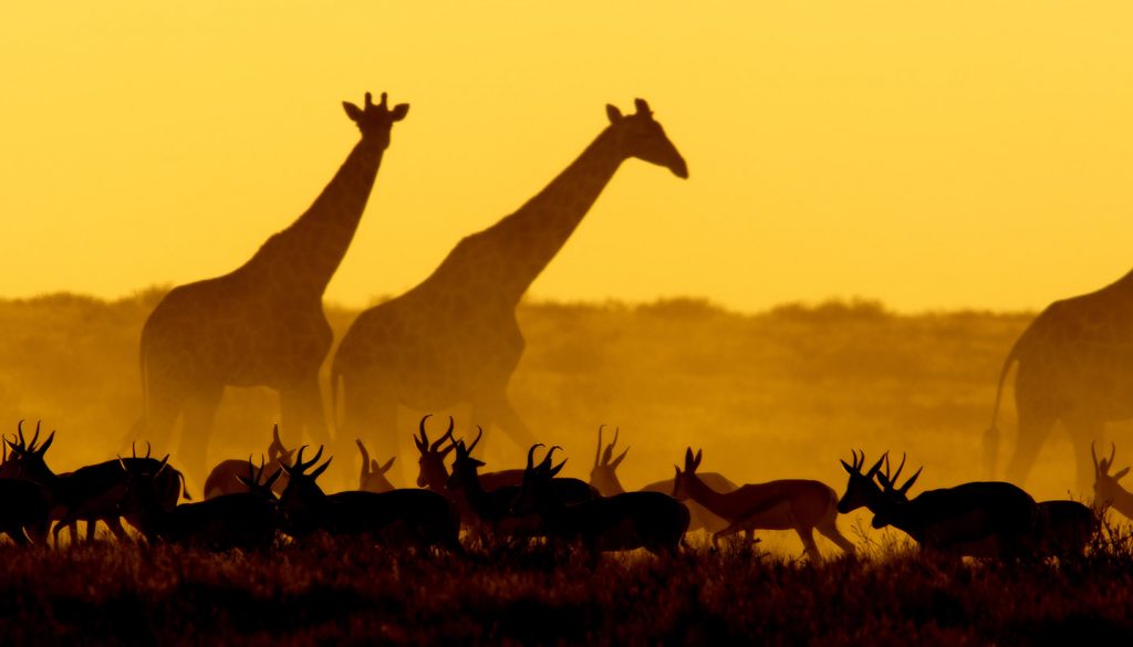 Namibia - Giraffes at Etosha National Park, Namibia