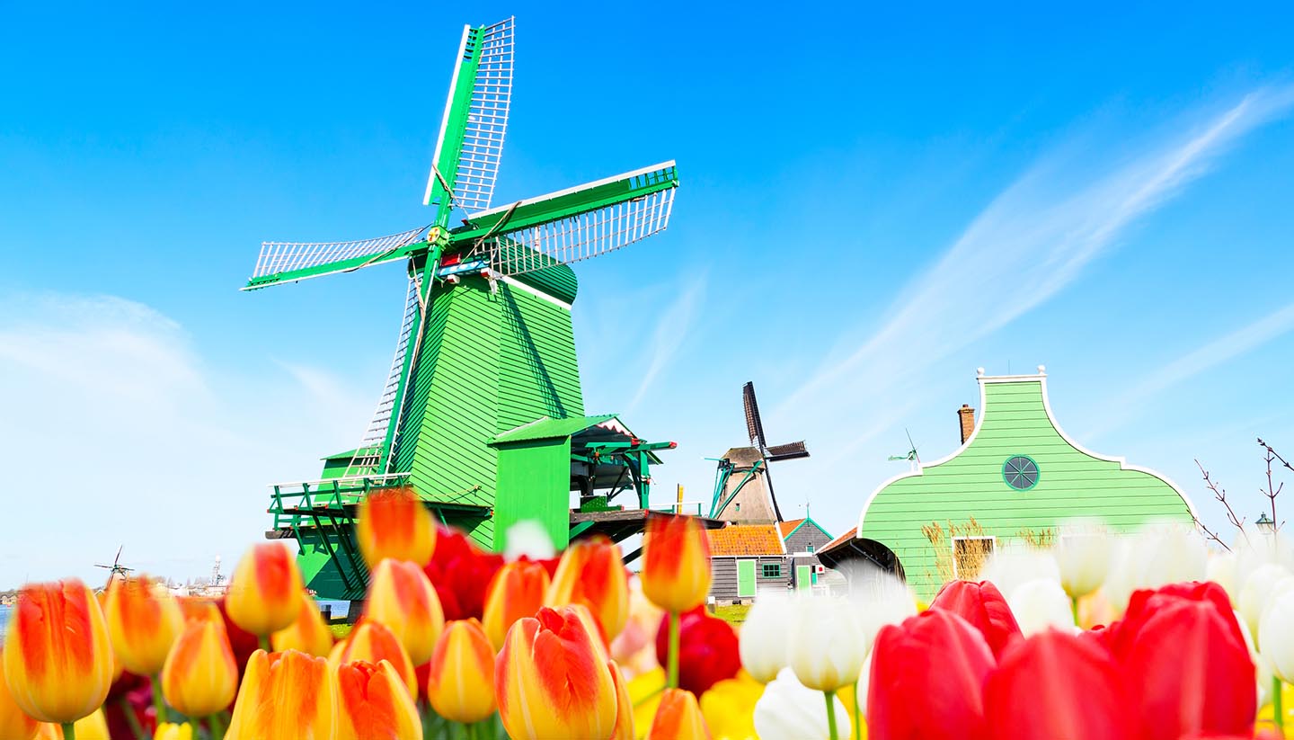 Holanda - Tulips & Windmill, Netherlands