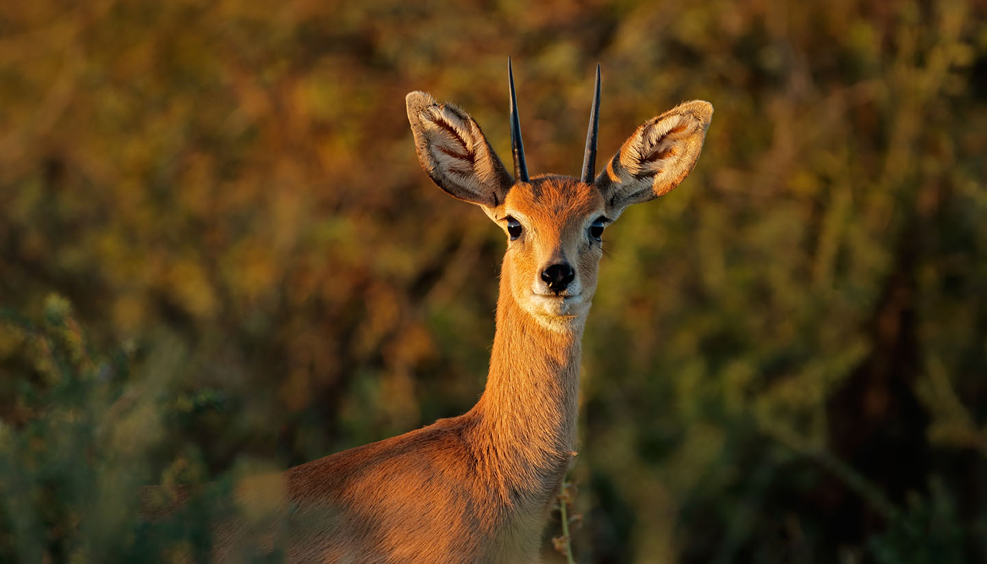 Sudáfrica - Male Steenbok Antelope, South Africa