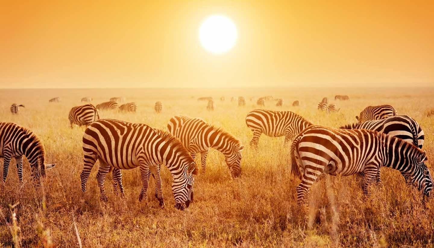 Tanzania - Zebras at Safari in Serengeti, Tanzania