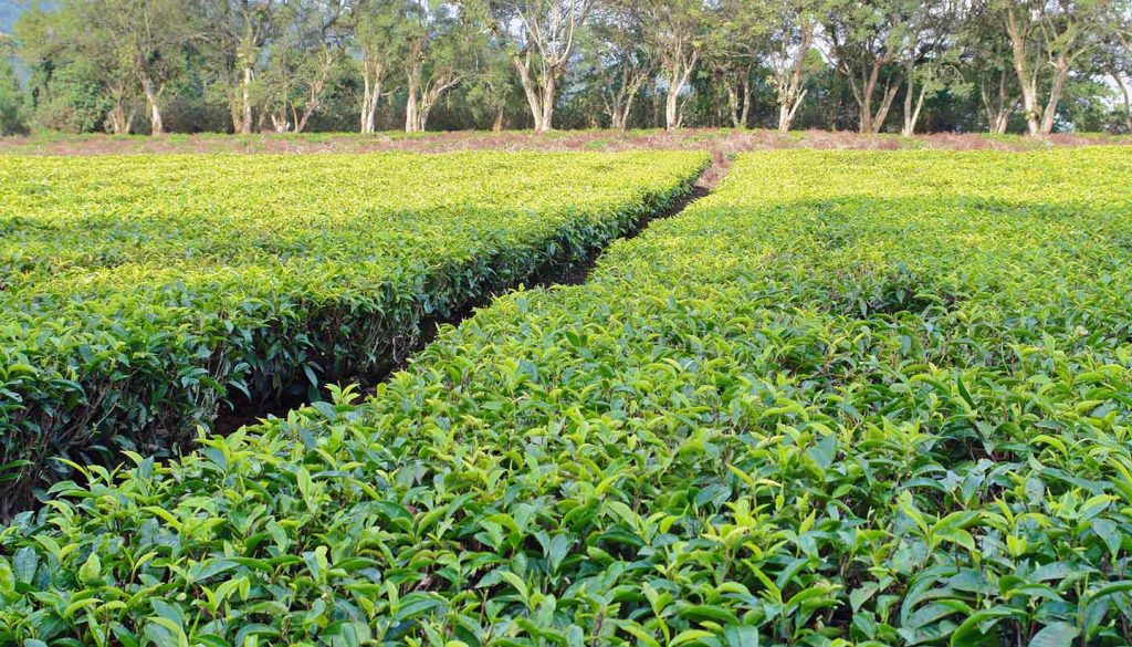 Uganda - Tea Plantation, Uganda