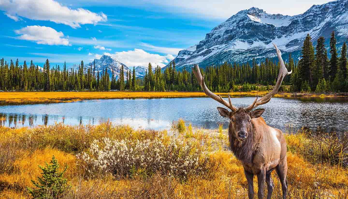 Canadá - Canada