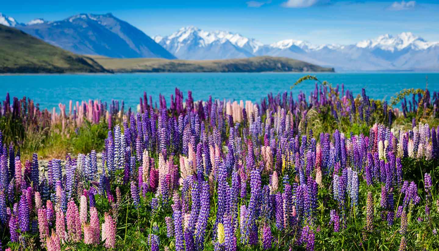 Nueva Zelanda - New Zealand