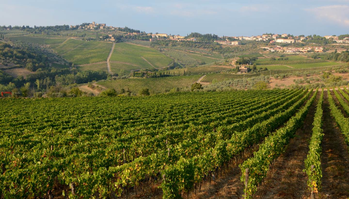 Italia - Vinyard in Tuscany