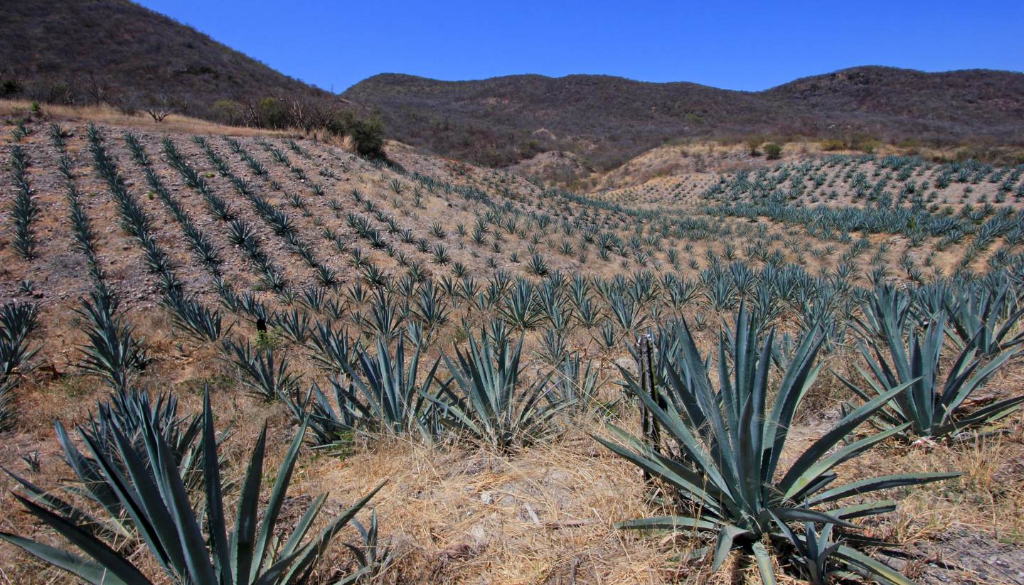 México - Maguey plant field, Oaxaca, Mexico