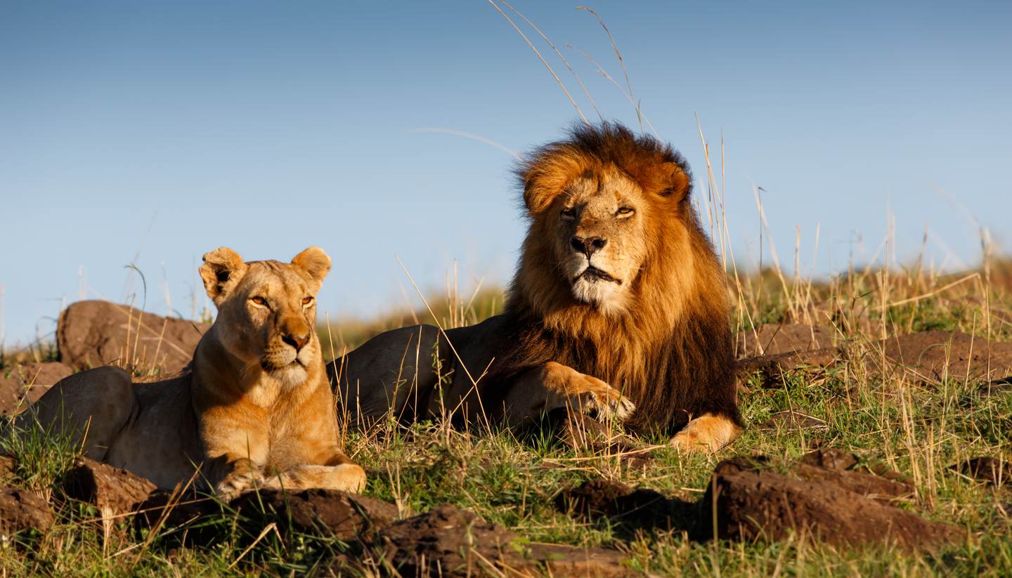 Kenia - Lion and his favourite lioness in Masai Mara