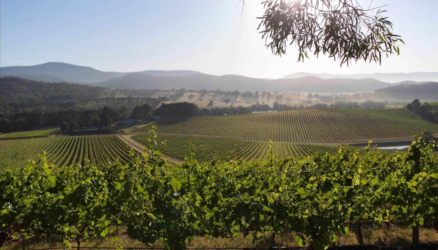 Australia - Australian vineyard-1440x823