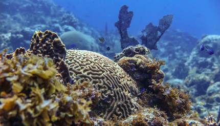 Puerto Rico - Scuba diving scenery