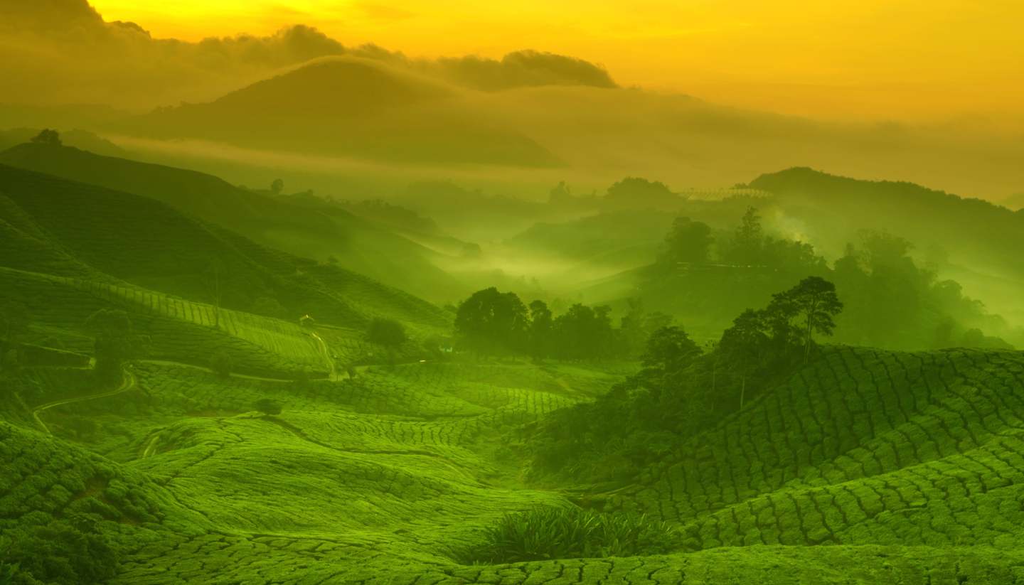 Malasia - Tea plantation, Cameron Highlands, Malaysia