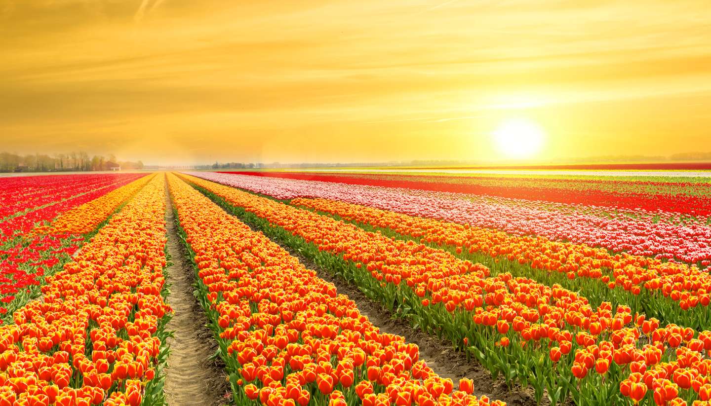 Holanda - Tulips in the Netherlands