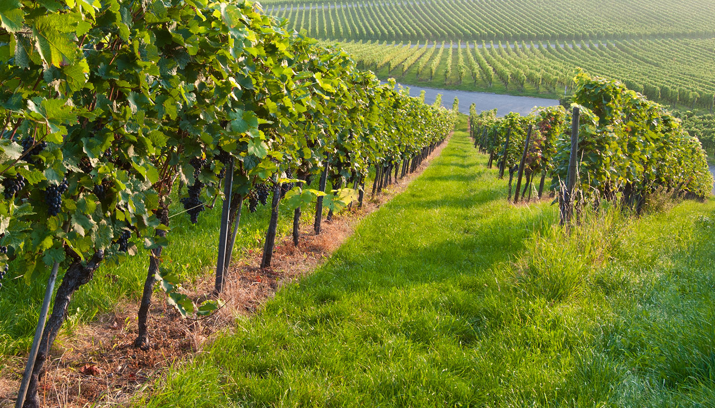 Alemania - Vineyard in Germany